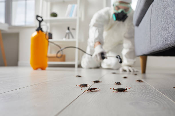 Commercial Kitchen Cockroach Control in Air Force Academy